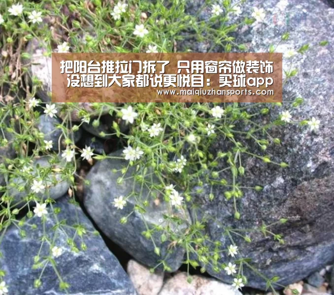 把阳台推拉门拆了 只用窗帘做装饰 没想到大家都说更悦目:买球app官网app(图1) 买球app官网
