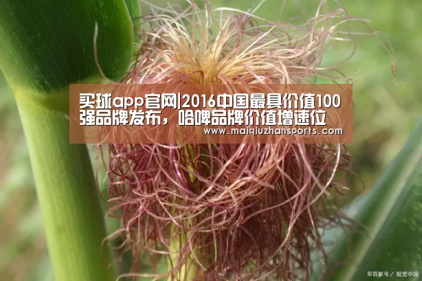 买球app官网app